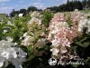 Hortenzija šluotelinė ,Tickled Pink' (lot. Hydrangea paniculata)
